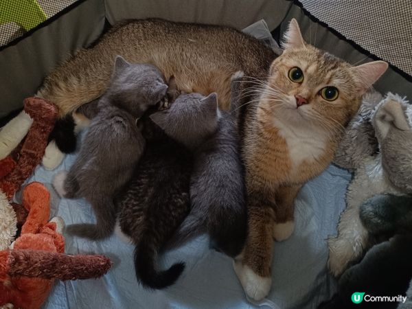 🐱‍👤  一家貓仔  甜品大集合  🤤