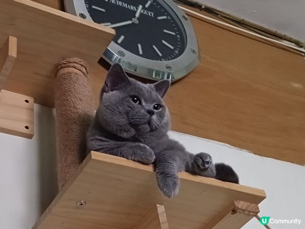 🐱‍👤  一家貓仔  甜品大集合  🤤