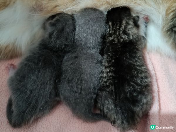 🐱‍👤  一家貓仔  甜品大集合  🤤