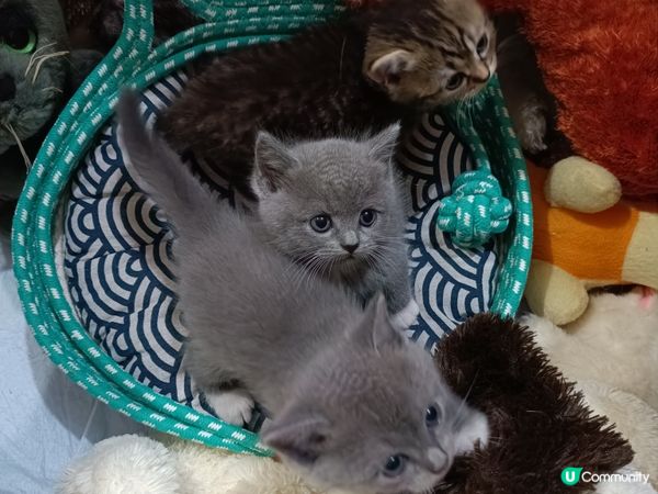 🐱‍👤  一家貓仔  甜品大集合  🤤