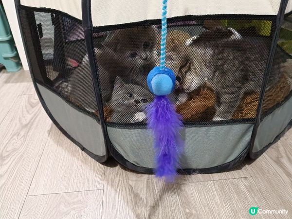 🐱‍👤  一家貓仔  甜品大集合  🤤