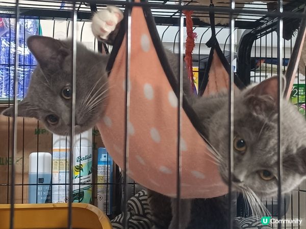 🐱‍👤  一家貓仔  甜品大集合  🤤