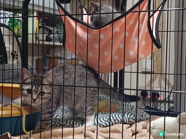 🐱‍👤  一家貓仔  甜品大集合  🤤