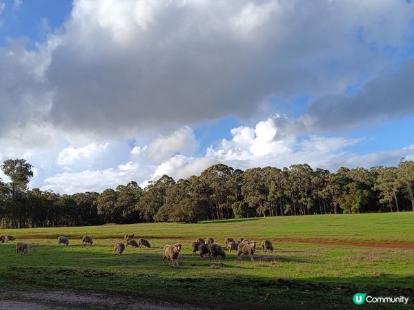 [西澳毛孩s] 今年第一次露營 ⛺