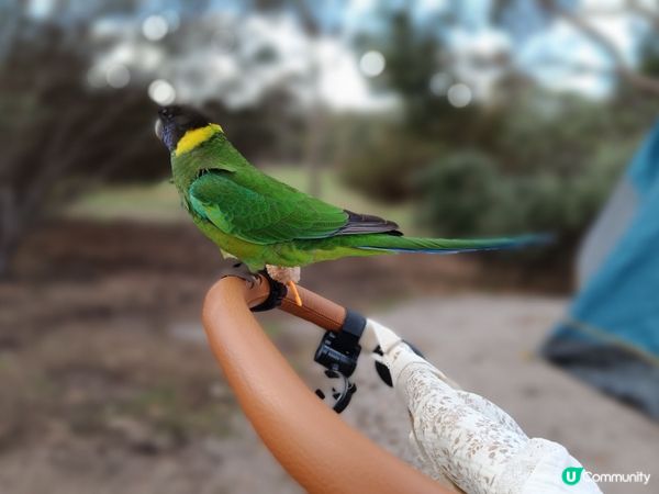 [西澳毛孩s] 今年第一次露營 ⛺