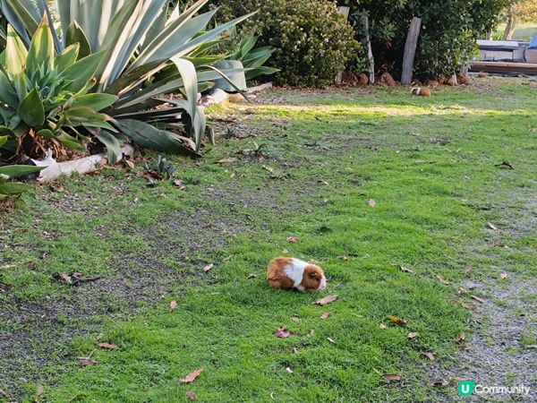 [西澳毛孩s] 今年第一次露營 ⛺