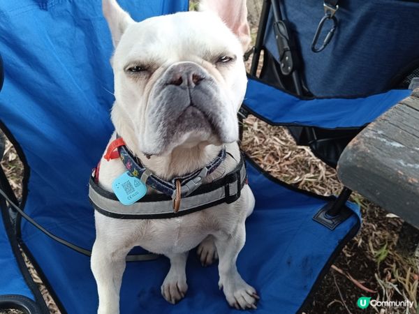 [西澳毛孩s] 今年第一次露營 ⛺