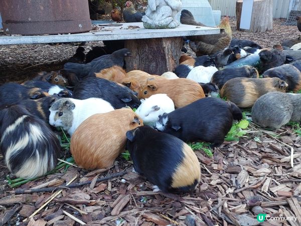 [西澳毛孩s] 今年第一次露營 ⛺