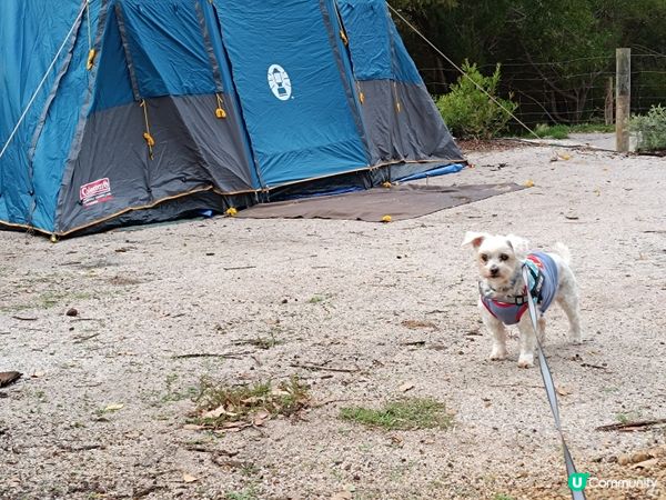 [西澳毛孩s] 今年第一次露營 ⛺