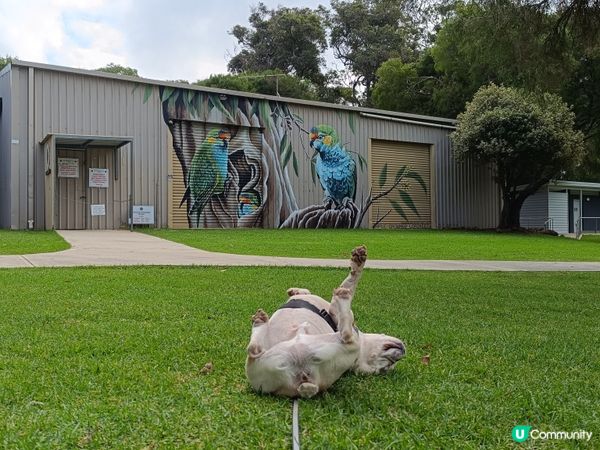 [西澳毛孩s] 今年第一次露營 ⛺