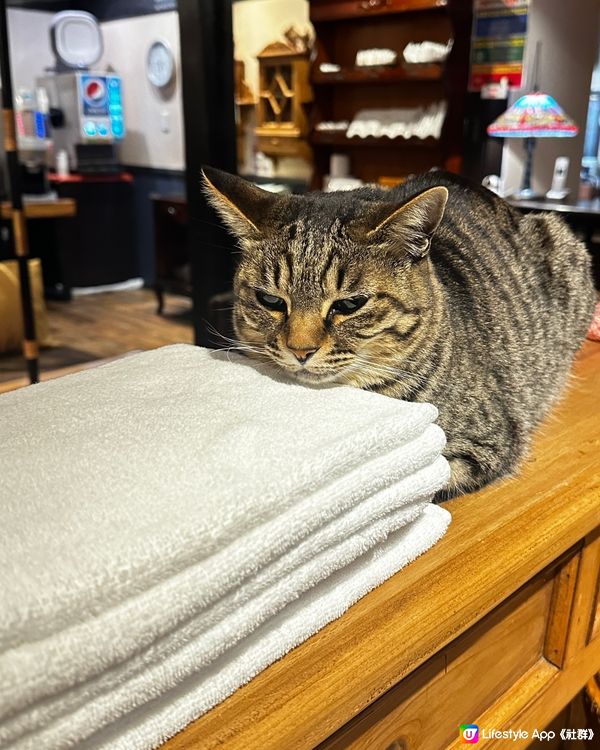 有貓咪🐱做店長的特色湯泉旅館