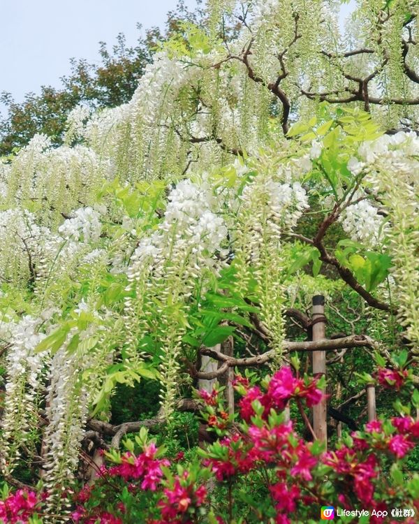 🤍日本栃木縣足利花園🤍