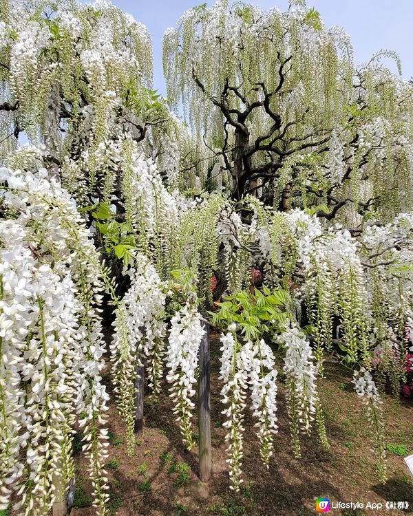 🤍日本栃木縣足利花園🤍