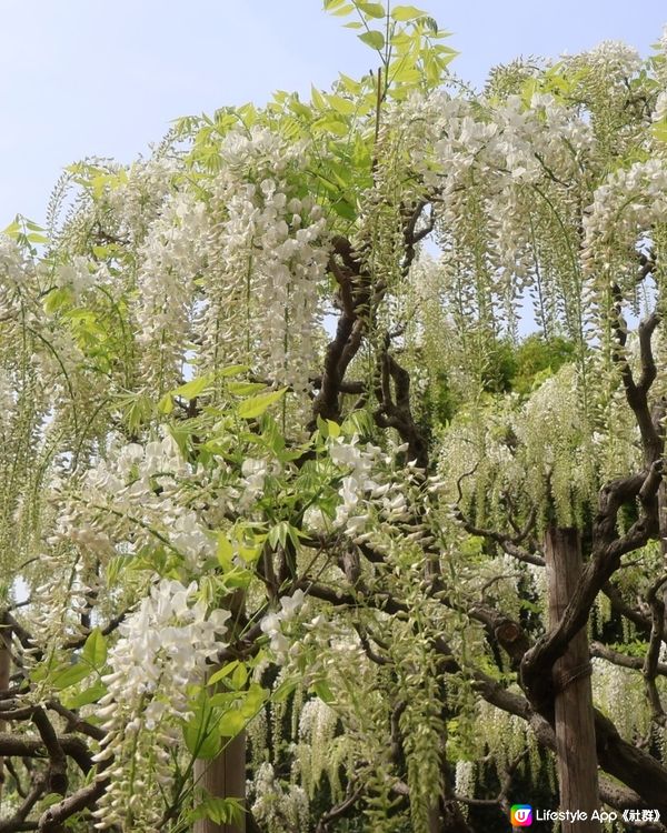 🤍日本栃木縣足利花園🤍