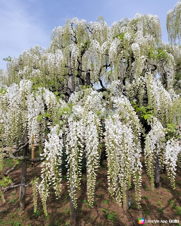 🤍日本栃木縣足利花園🤍