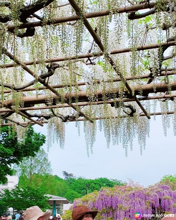 🤍日本栃木縣足利花園🤍