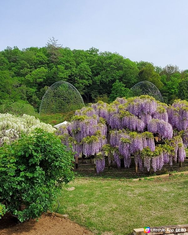 🤍日本栃木縣足利花園🤍