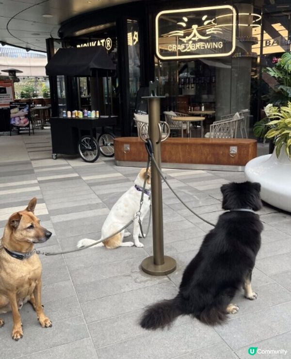 🐶💦 西沙週末好去處！🐾🍖西沙GO PARK 