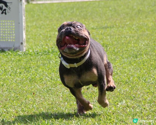 我係好怕熱既哥哥Gma😜係一隻法國老虎狗🐶冬天快啲到我先可以...