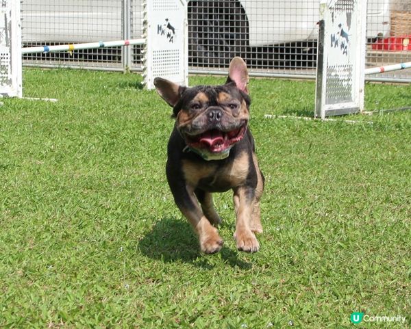 我係好怕熱既哥哥Gma😜係一隻法國老虎狗🐶冬天快啲到我先可以...