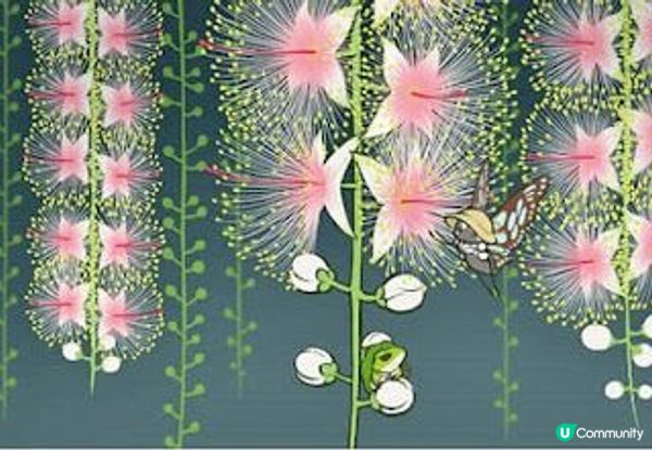 穗花棋盤腳