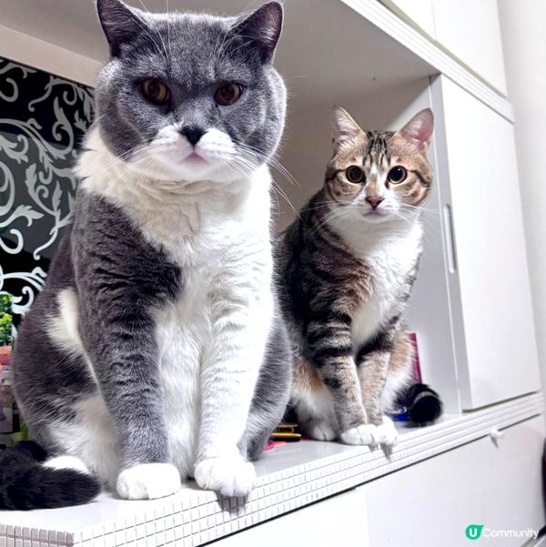 🐱：喂呀夠鐘開飯啦📣📣📣想餓S貓咩⋯