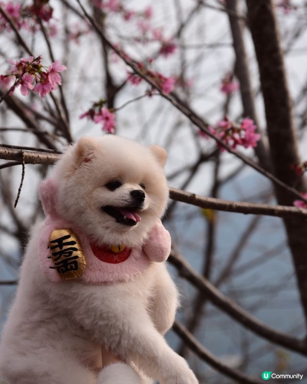 櫻花🌸打卡位📸