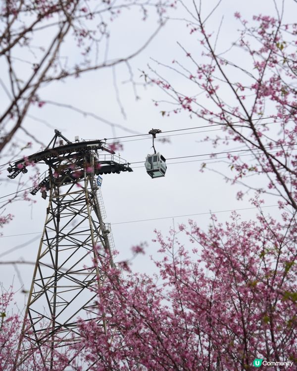 櫻花🌸打卡位📸