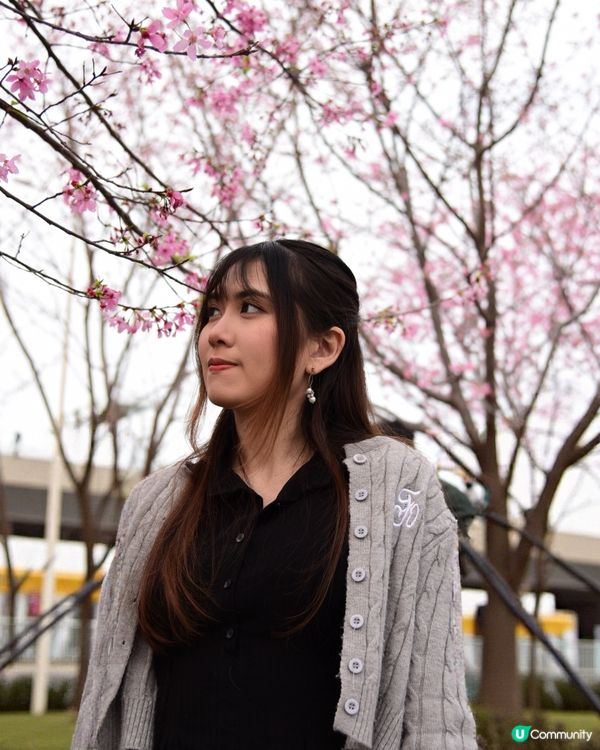 櫻花🌸打卡位📸