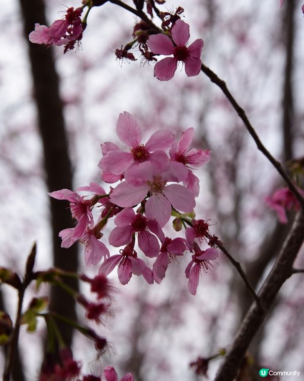 櫻花🌸打卡位📸