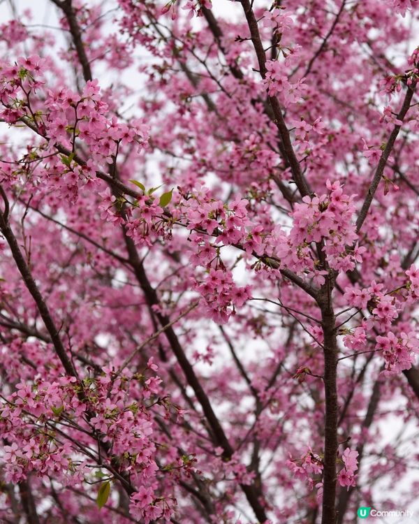 櫻花🌸打卡位📸