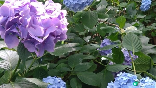 日本神戶之旅 にしむら珈琲店三宮店 於古色古香的環境享受早餐...