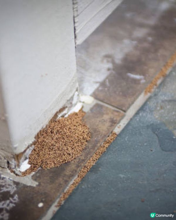 【預防白蟻】如何有效預防白蟻？教你8個有效預防白蟻措施～