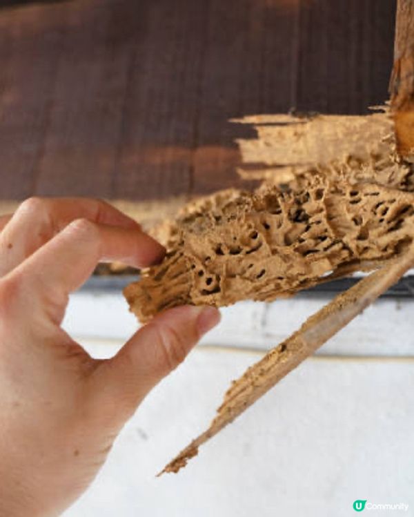 【預防白蟻】如何有效預防白蟻？教你8個有效預防白蟻措施～