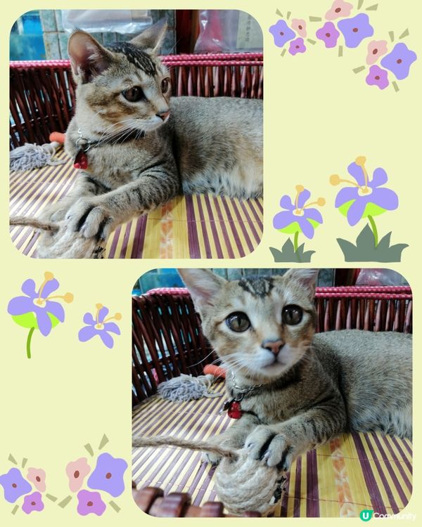 精靈可愛小貓咪玩樂😽💖