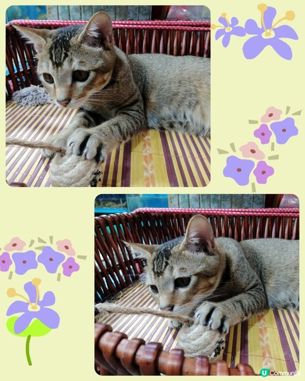 精靈可愛小貓咪玩樂😽💖