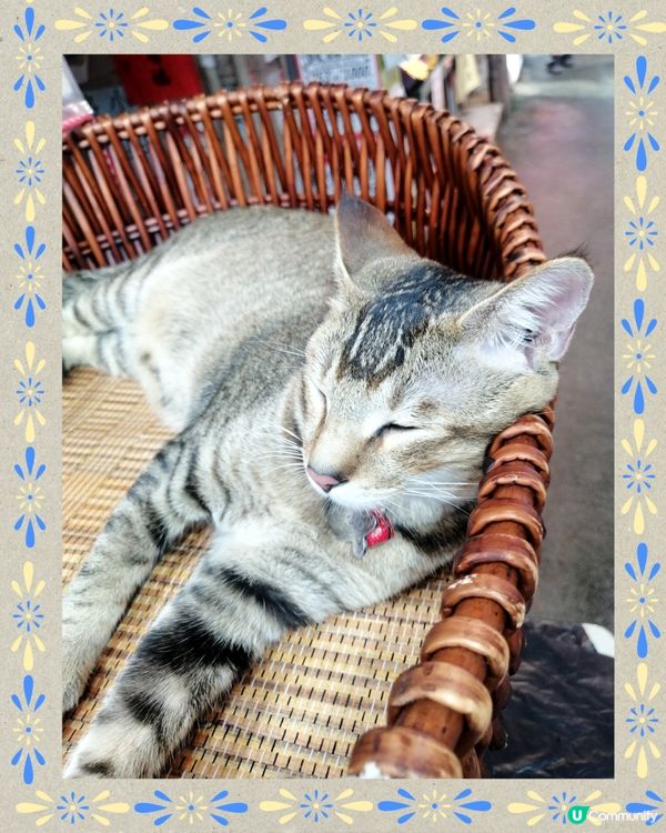 超可愛的貓咪😺😺睡相😴, cute到不得了🤗💖💕