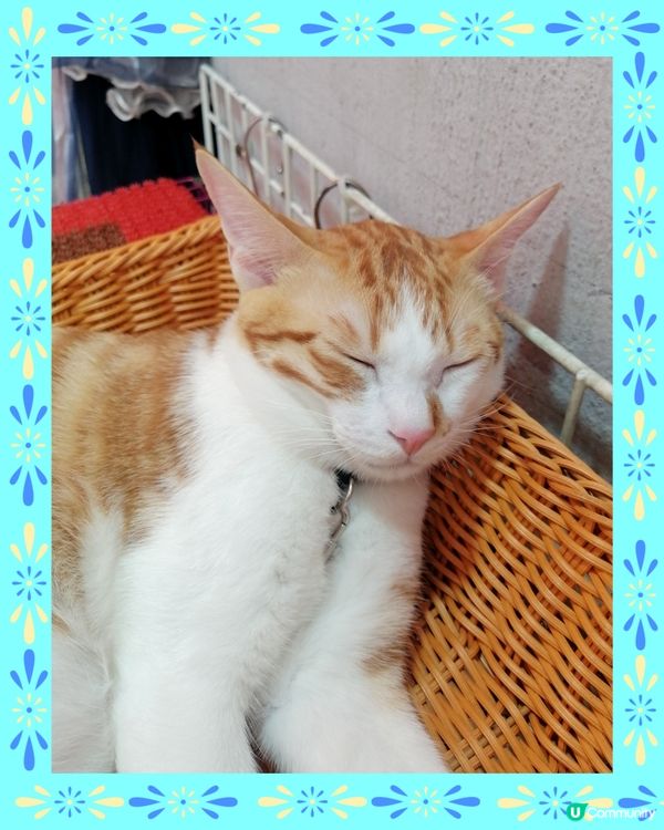 超可愛的貓咪😺😺睡相😴, cute到不得了🤗💖💕