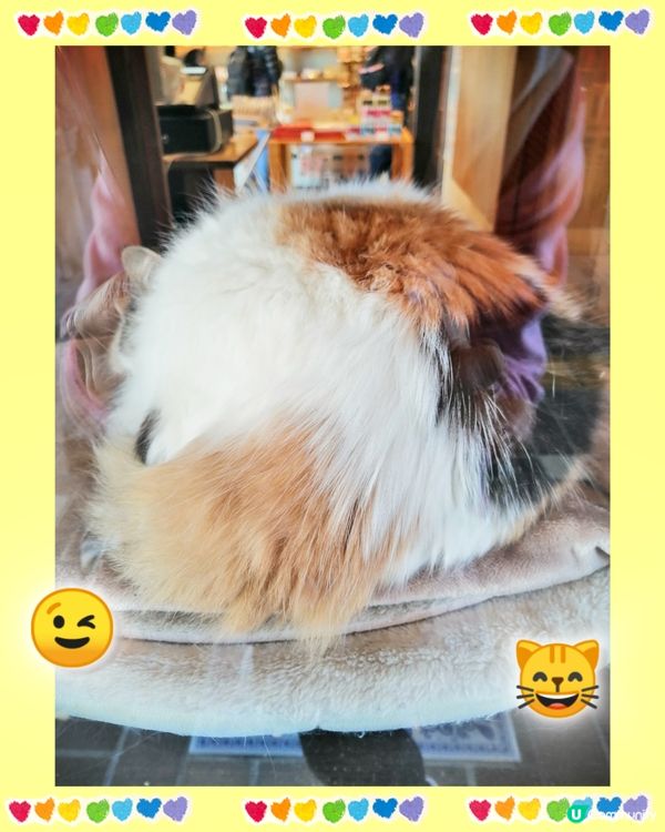 和歌山電鐵。貴志駅(3)-小玉貓站長出場啦 😸😄💖💕