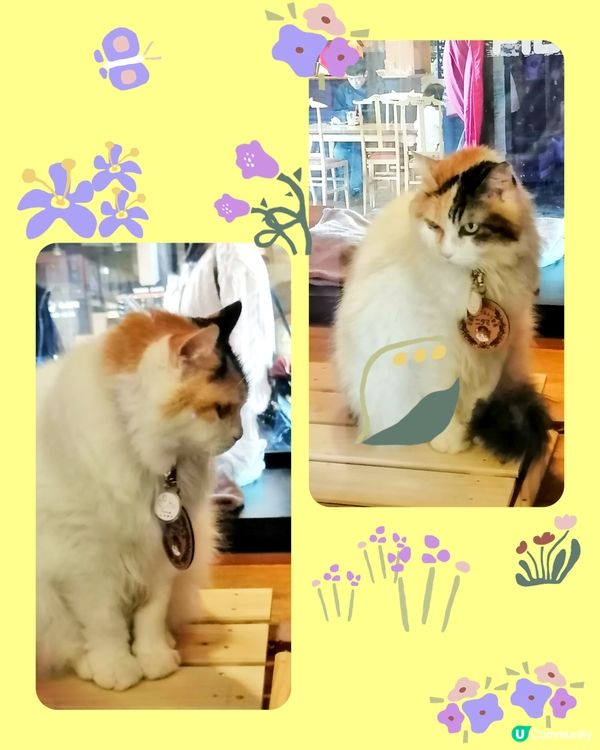 和歌山電鐵。貴志駅(3)-小玉貓站長出場啦 😸😄💖💕