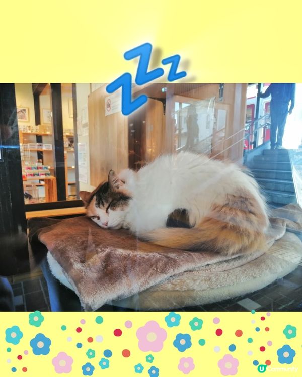 和歌山電鐵。貴志駅(3)-小玉貓站長出場啦 😸😄💖💕