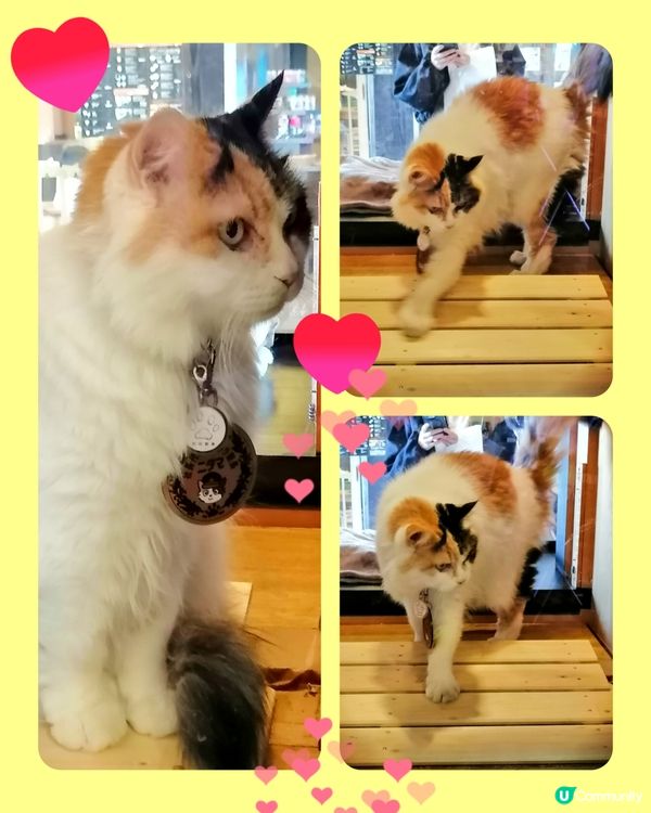 和歌山電鐵。貴志駅(3)-小玉貓站長出場啦 😸😄💖💕