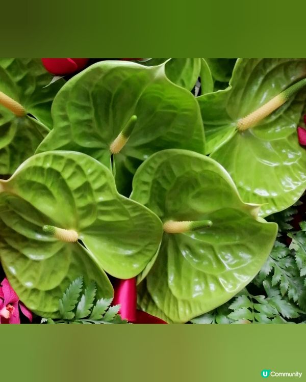 花。天虹之色。綠