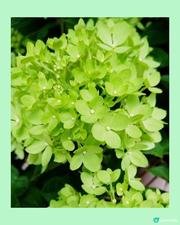 花。天虹之色。青