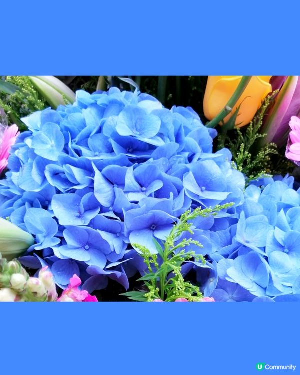 花。天虹之色。藍