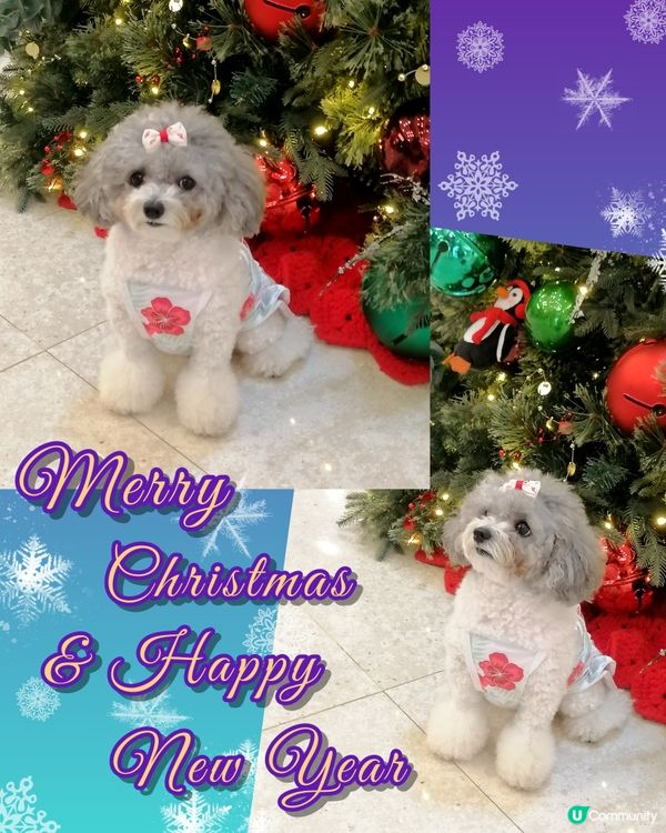 IFC國金商場遇到可愛小狗🐕🧡聖誕打卡🎄🎀🎁📸