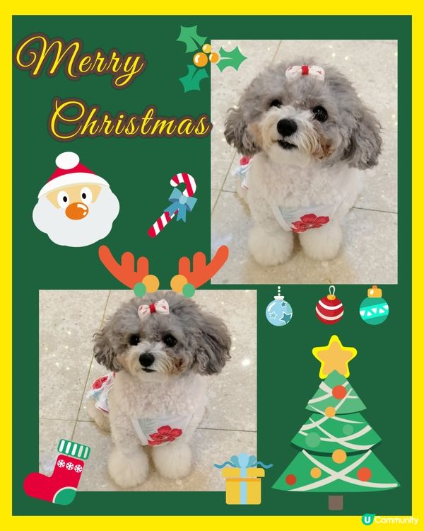 IFC國金商場遇到可愛小狗🐕🧡聖誕打卡🎄🎀🎁📸