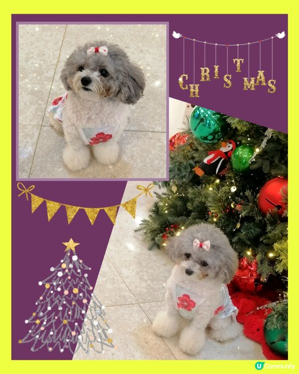 IFC國金商場遇到可愛小狗🐕🧡聖誕打卡🎄🎀🎁📸