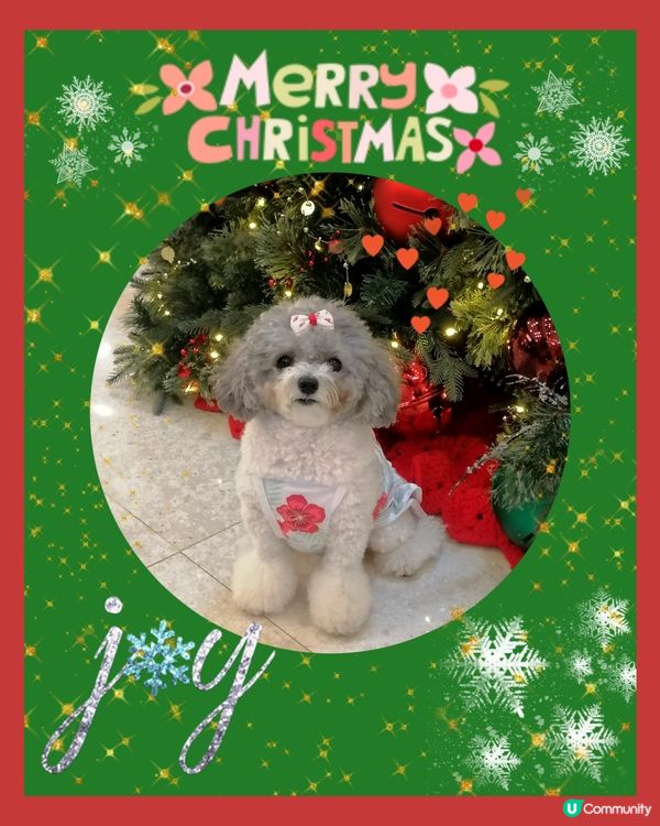 IFC國金商場遇到可愛小狗🐕🧡聖誕打卡🎄🎀🎁📸