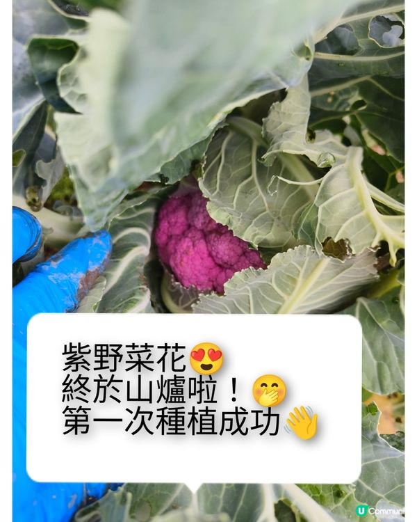 假日農夫三~~有收成啦！✌️🥰